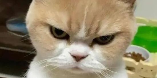 Imagem do grupo de WhatsApp #Galeradabagunça