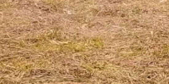 Imagem do grupo de WhatsApp Rifa