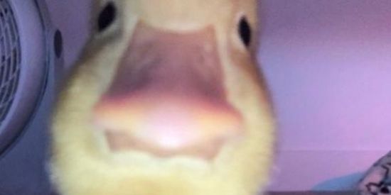 Imagem do grupo de WhatsApp L M N T R I X