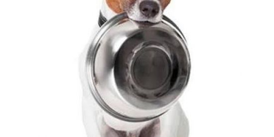 Imagem do grupo de WhatsApp 💞ARRECADAÇÃO PARA PETS.❤