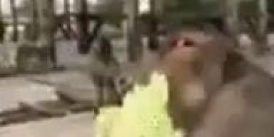 Imagem do grupo de WhatsApp MIT | MACACOS COM QI+1000