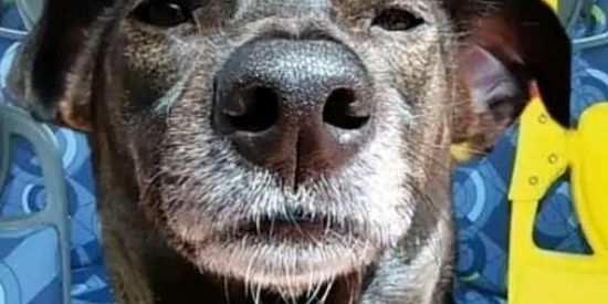 Imagem do grupo de WhatsApp AMIZADE VOTUPORANGA