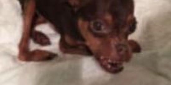 Imagem do grupo de WhatsApp SHITPOST SÓ QUE ZAP🐴