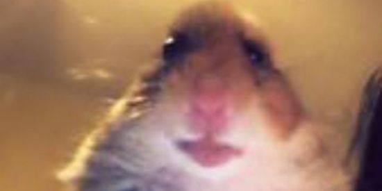 Imagem do grupo de WhatsApp Zoeira ²⁴ por ⁴⁸🥴🚩