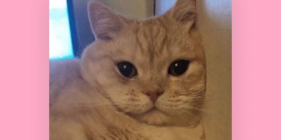 Imagem do grupo de WhatsApp Engajamento e curtidas🫣✅