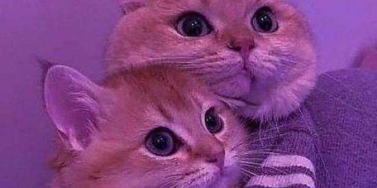 Imagem do grupo de WhatsApp Web. Namoro❤️💍