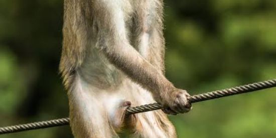 Imagem do grupo de WhatsApp Strix zueira