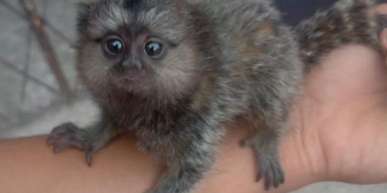 Imagem do grupo de WhatsApp Vendo mico