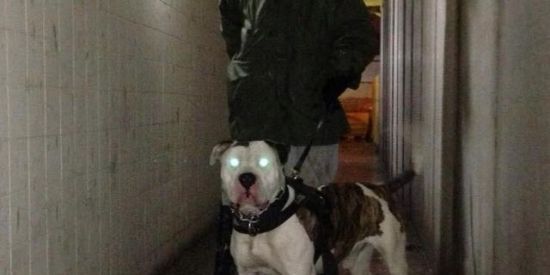 Imagem do grupo de WhatsApp Apbt (Cães De Trabalho)👺🥇