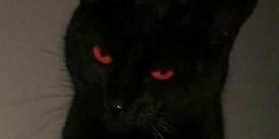 Imagem do grupo de WhatsApp CHAT DO ANJO