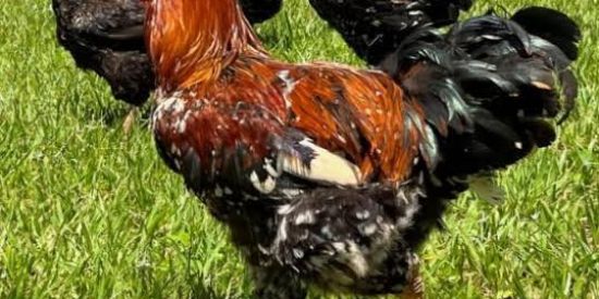 Imagem do grupo de WhatsApp Criadores de aves 🦅🦆🐥🐣🐤🐓🦢