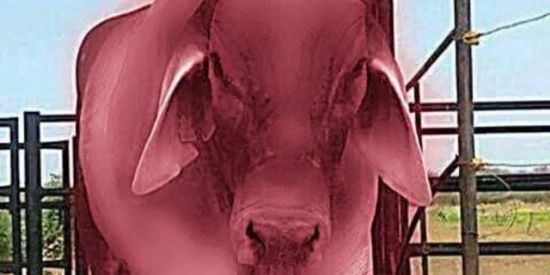 Imagem do grupo de WhatsApp 💥🤘🏻𝙊𝙎 𝘾𝙊𝙍𝙉𝙊𝙎 𝙊𝙉𝙇𝙄𝙉𝙀🤘🏻💥