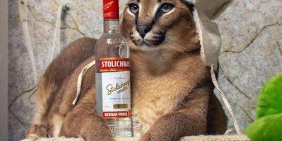 Imagem do grupo de WhatsApp VISUALIZAÇÃO NOS STATUS 🔱