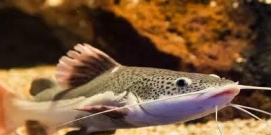 Imagem do grupo de WhatsApp AQUARIANDO 🦈