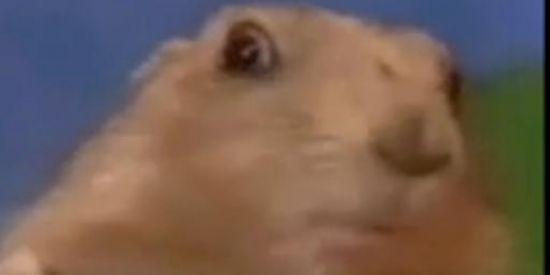 Imagem do grupo de WhatsApp Grupos de meme