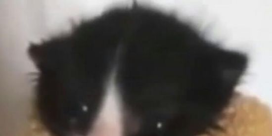 Imagem do grupo de WhatsApp galinhagem auauau