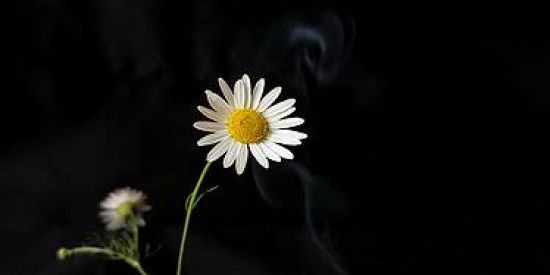 Imagem do grupo de WhatsApp Lutar no luto