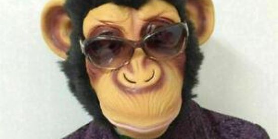 Imagem do grupo de WhatsApp Hairy Monkey