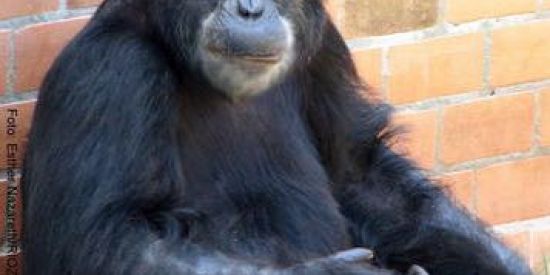 Imagem do grupo de WhatsApp WEB CHAT2.0