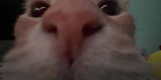 Imagem do grupo de WhatsApp 🎄 𝐓𝐇𝐄 𝐋𝐈𝐒𝐓𝐃𝐀𝐑𝐊 🎄