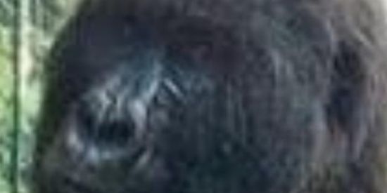 Imagem do grupo de WhatsApp ꧁やꭆ६Ƭøℓɑꝴȡꚤล꧂ϟ