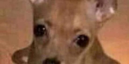 Imagem do grupo de WhatsApp 🤟👇🤟99.9€