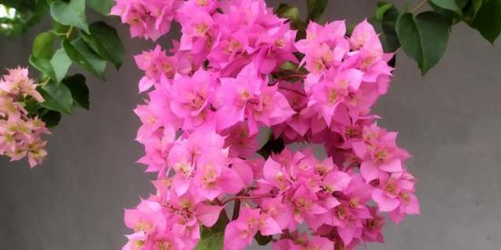 Imagem do grupo de WhatsApp Desapego arvoredo 2