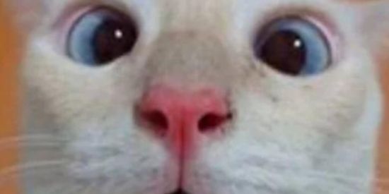 Imagem do grupo de WhatsApp Só diversão