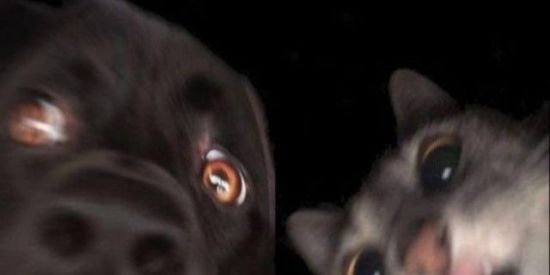 Imagem do grupo de WhatsApp Amzd ou namoro 😊😉