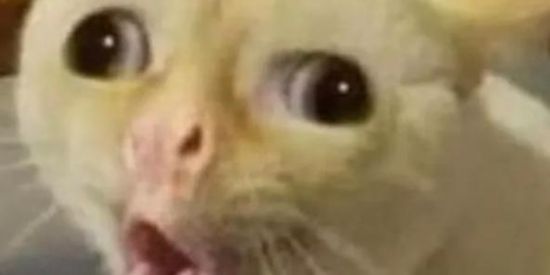 Imagem do grupo de WhatsApp 𝑻𝑯𝑬 𝒁𝑼𝑬𝑰𝑹𝑨 𝑶𝑭𝑪