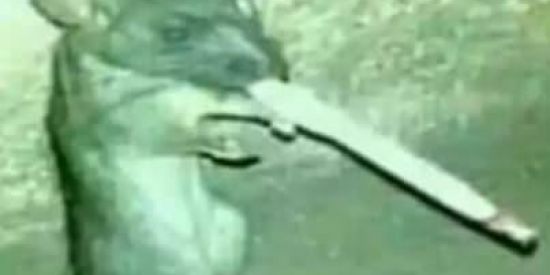 Imagem do grupo de WhatsApp BLOX FRUITS 🗿🍷