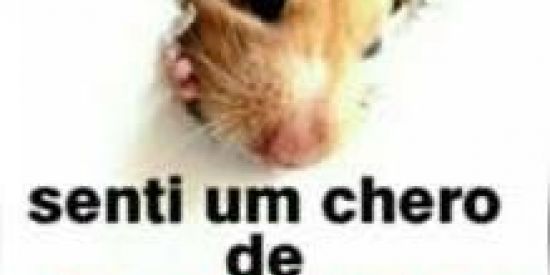 Imagem do grupo de WhatsApp 𝕮𝖍𝖆𝖙 𝖆𝖇𝖊𝖗𝖙𝖔