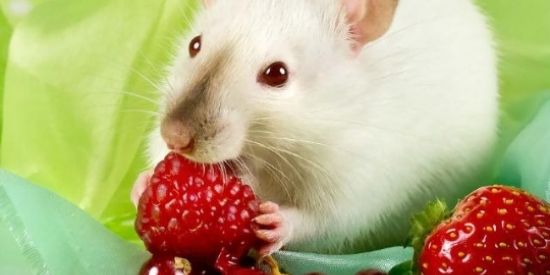 Imagem do grupo de WhatsApp ꫀડᧁꪮ𝕥ꪮ🐹🐭