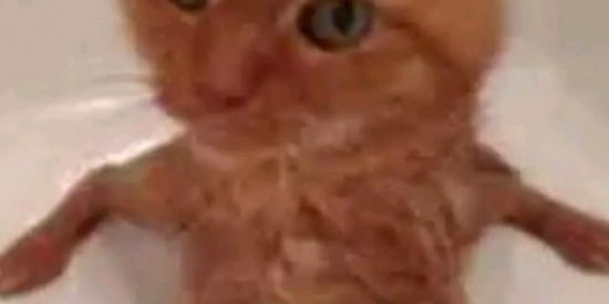 Imagem do grupo de WhatsApp Ff