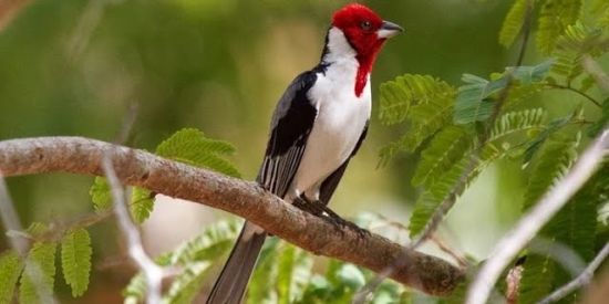 Imagem do grupo de WhatsApp CRIADORES DE PASSARINHOS