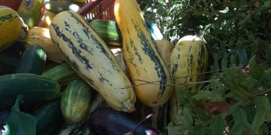 Imagem do grupo de WhatsApp Webamigos