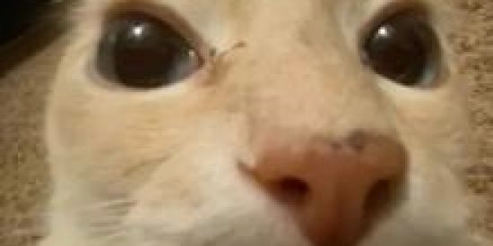 Imagem do grupo de WhatsApp Grupo de Calls