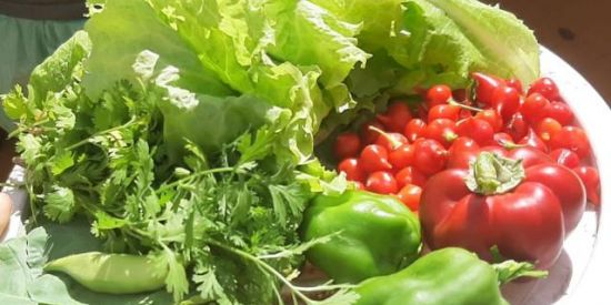 Imagem do grupo de WhatsApp Horta em Casa🌱🍀