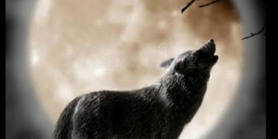 Imagem do grupo de WhatsApp MMA WOLFZ FF 🍷🗿