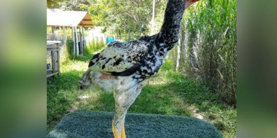 Imagem do grupo de WhatsApp Falomaster (aumento peniano)