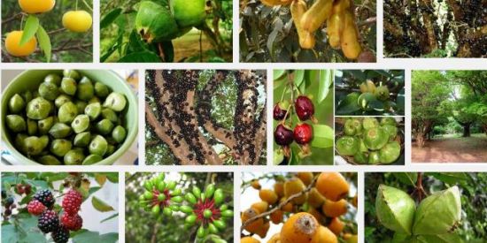 Imagem do grupo de WhatsApp O MUNDO DAS FRUTÍFERAS 🍇🌱