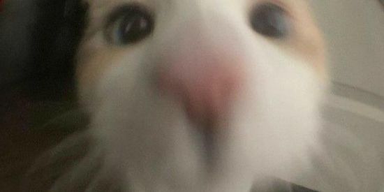 Imagem do grupo de WhatsApp 𝔲𝔫𝔱𝔬𝔲𝔠𝔥𝔞𝔟𝔩𝔢𝔰