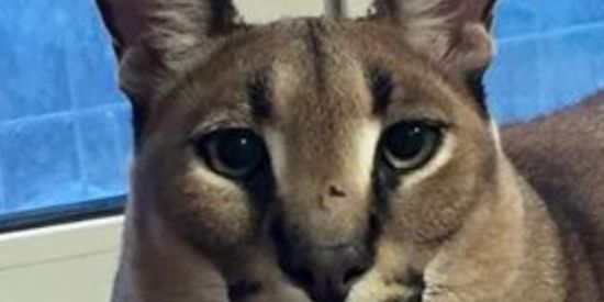 Imagem do grupo de WhatsApp 🐈‍⬛🎭 OnlyFalo፝֟֯pas 🎭🐈‍⬛