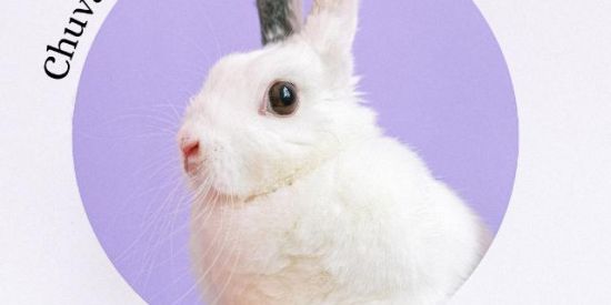 Imagem do grupo de WhatsApp Chuva De Seguidores 🚀🦊✅