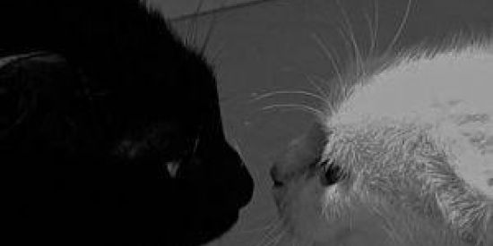 Imagem do grupo de WhatsApp ⚡𝙱𝚊𝚐𝚞𝚌𝚒𝚗𝚑𝚊⚡