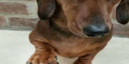 Imagem do grupo de WhatsApp Grupo dos amigos