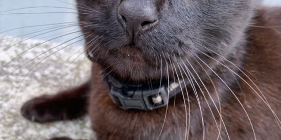 Imagem do grupo de WhatsApp K3lly