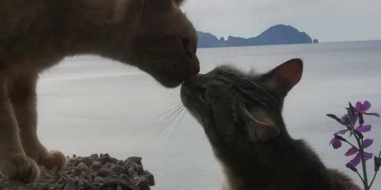 Imagem do grupo de WhatsApp Namoro/Amizade