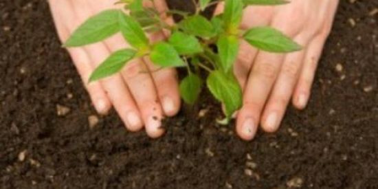 Imagem do grupo de WhatsApp Plantas Frutíferas Gerais