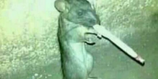 Imagem do grupo de WhatsApp Os perneta 🤡🤡🥵